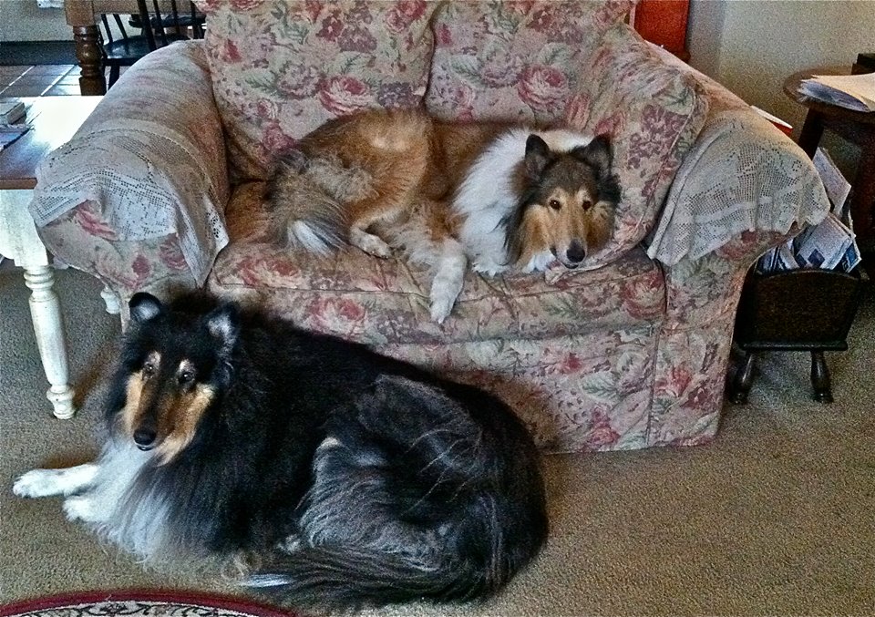 Collies Shadow and Mandy relax during the initiation of the Star Trek Costumes book